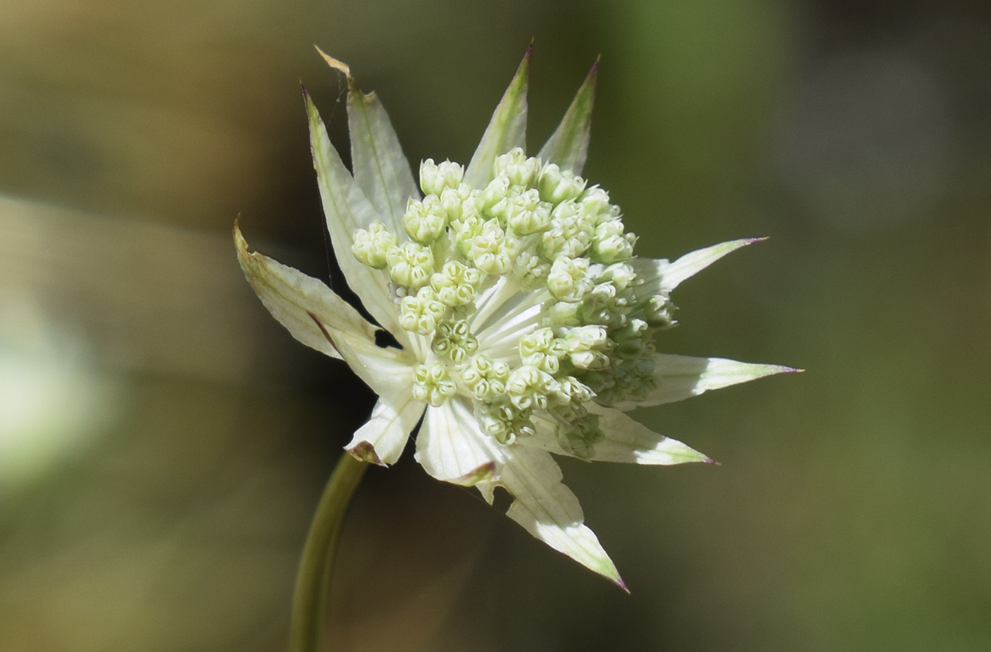 Image of Astrantia minor specimen.