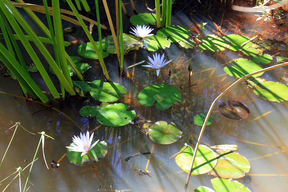 Image of genus Nymphaea specimen.