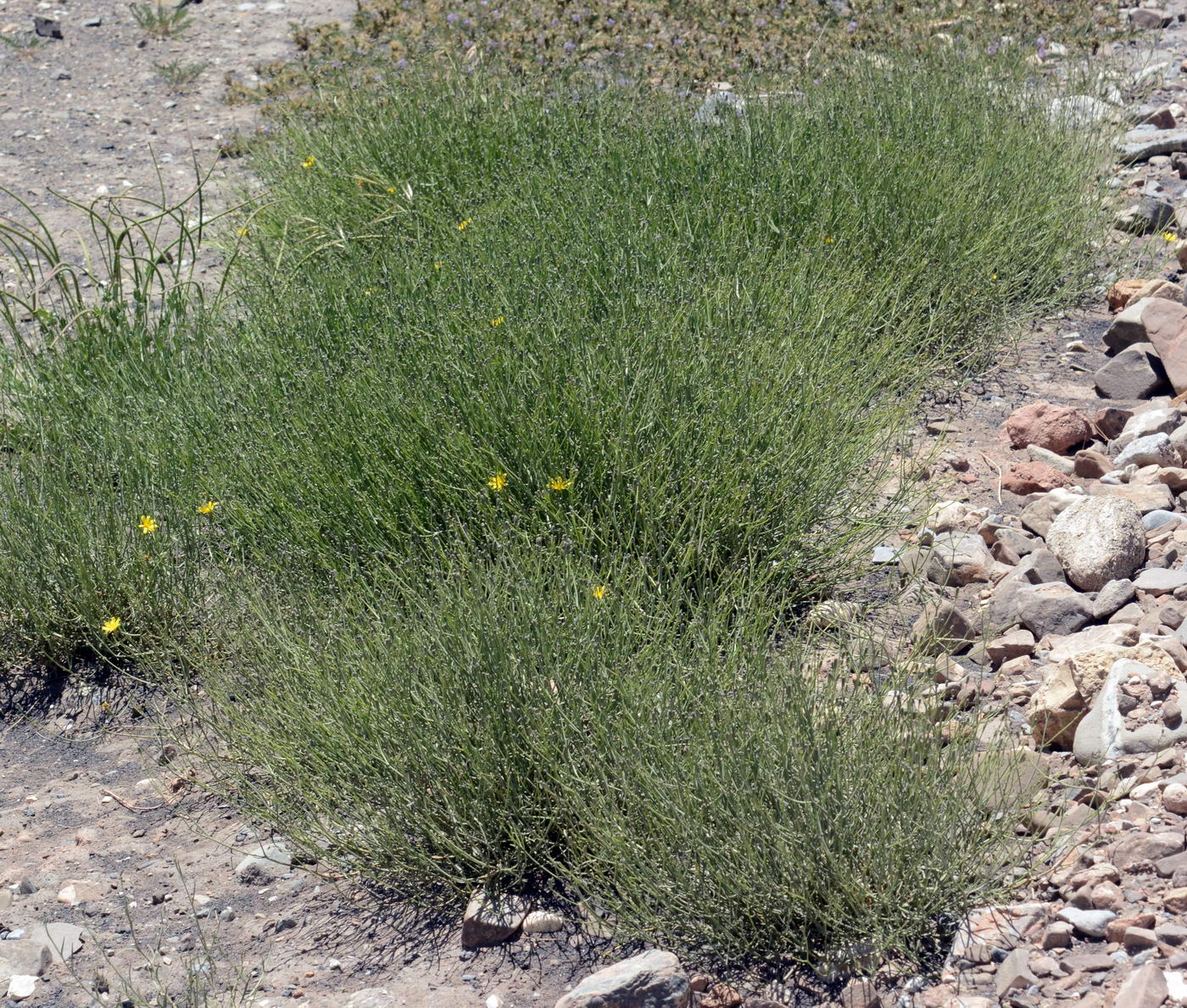 Image of genus Chondrilla specimen.