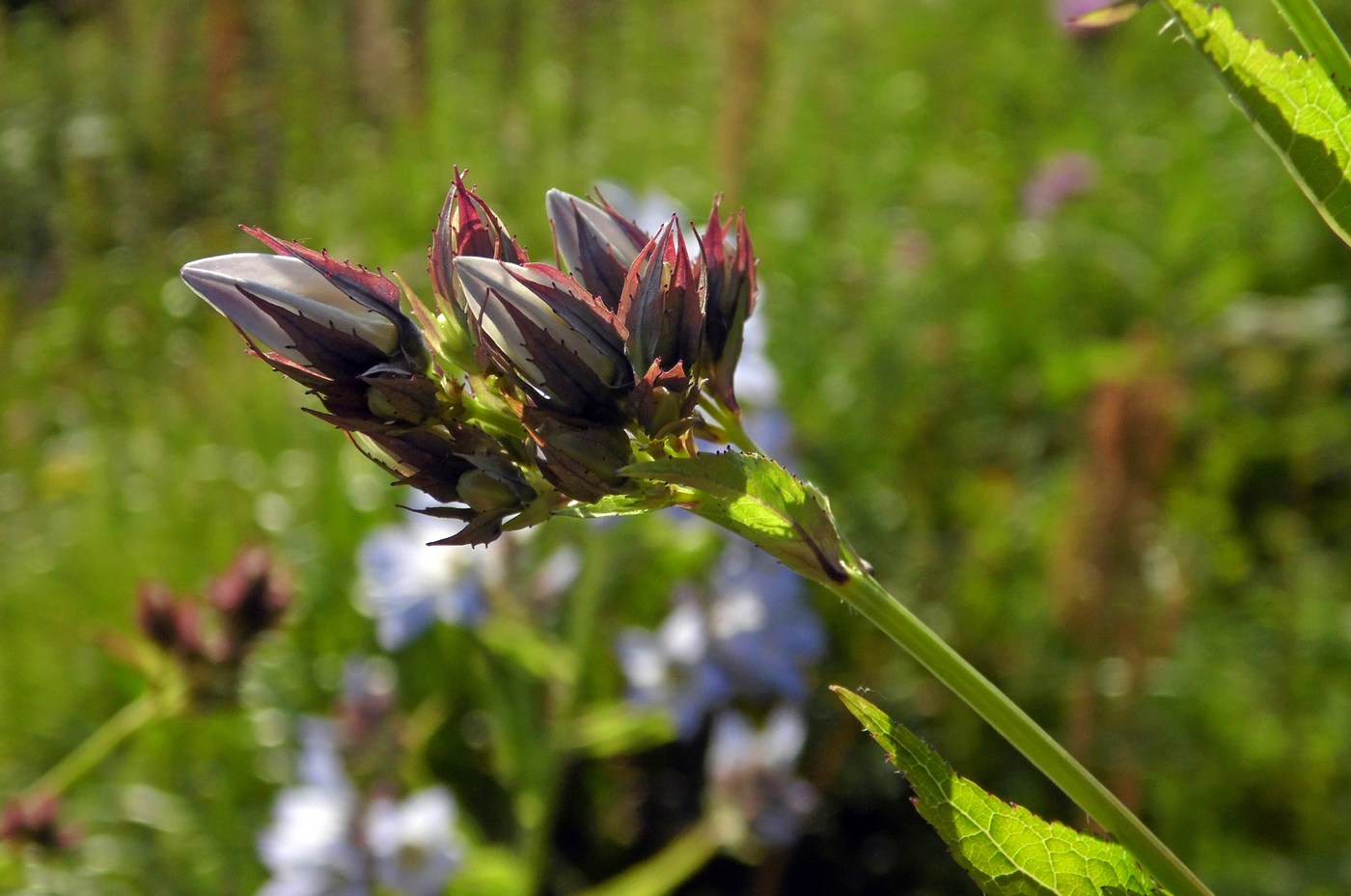 Image of Gadellia lactiflora specimen.