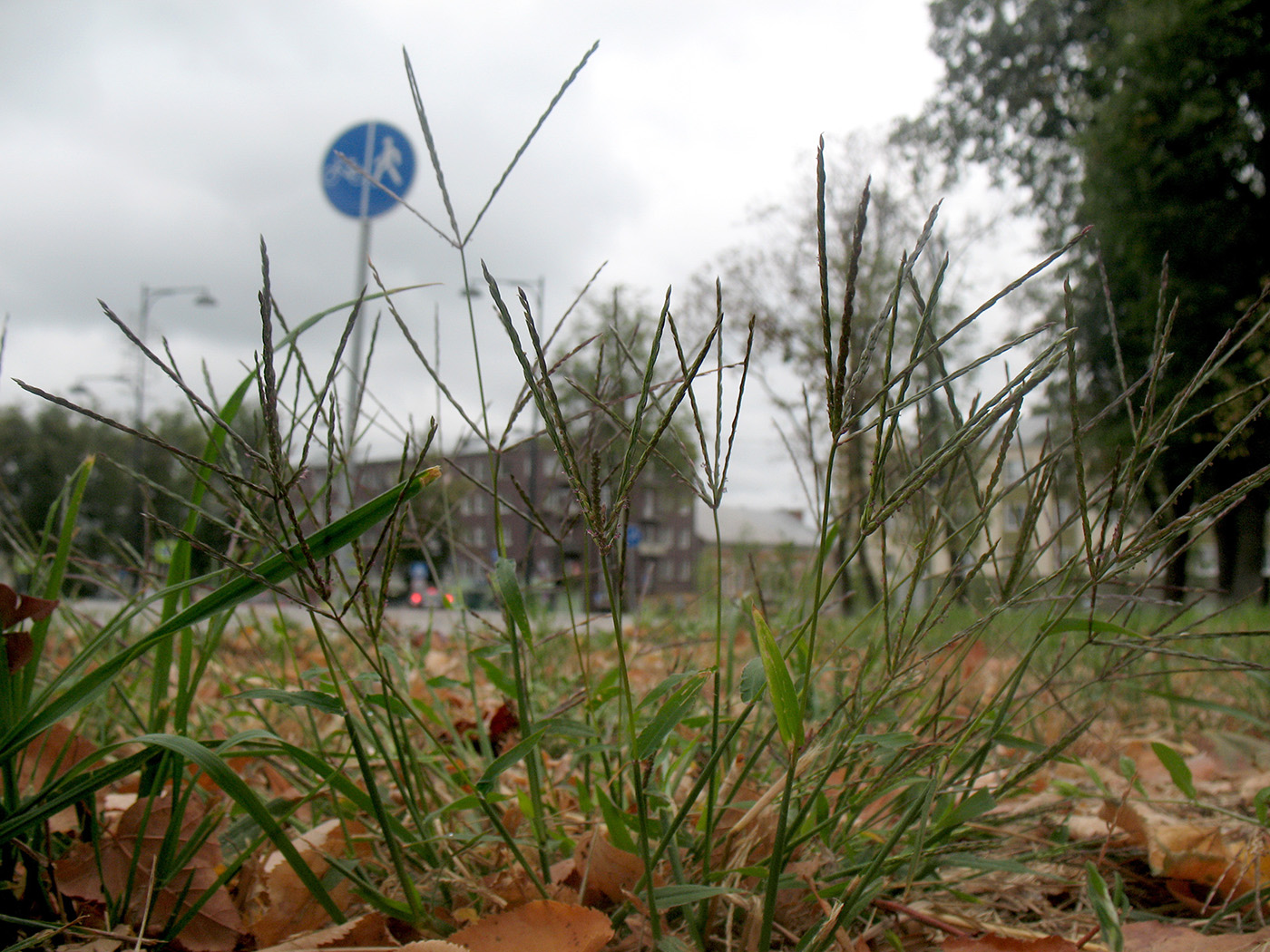 Image of Digitaria ischaemum specimen.