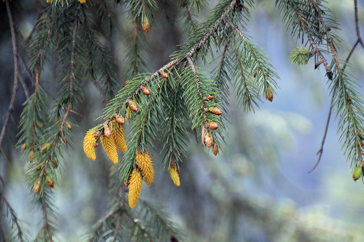 Изображение особи Picea smithiana.