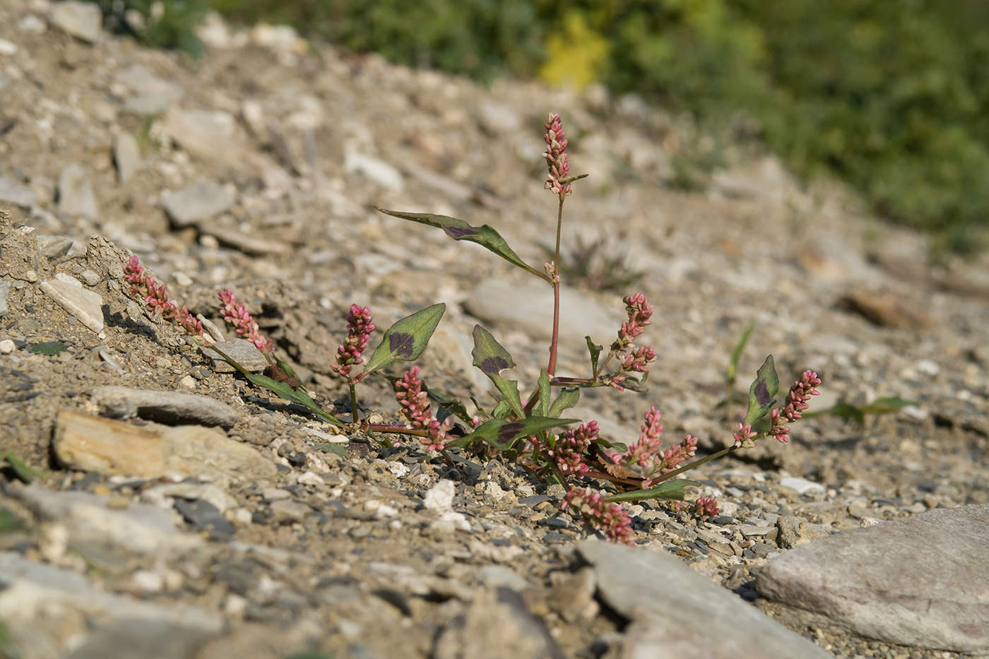 Image of Persicaria lapathifolia specimen.