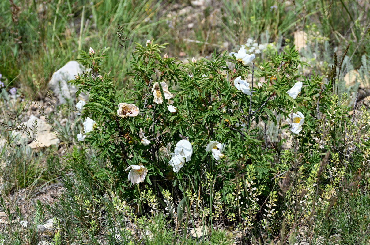 Image of genus Rosa specimen.