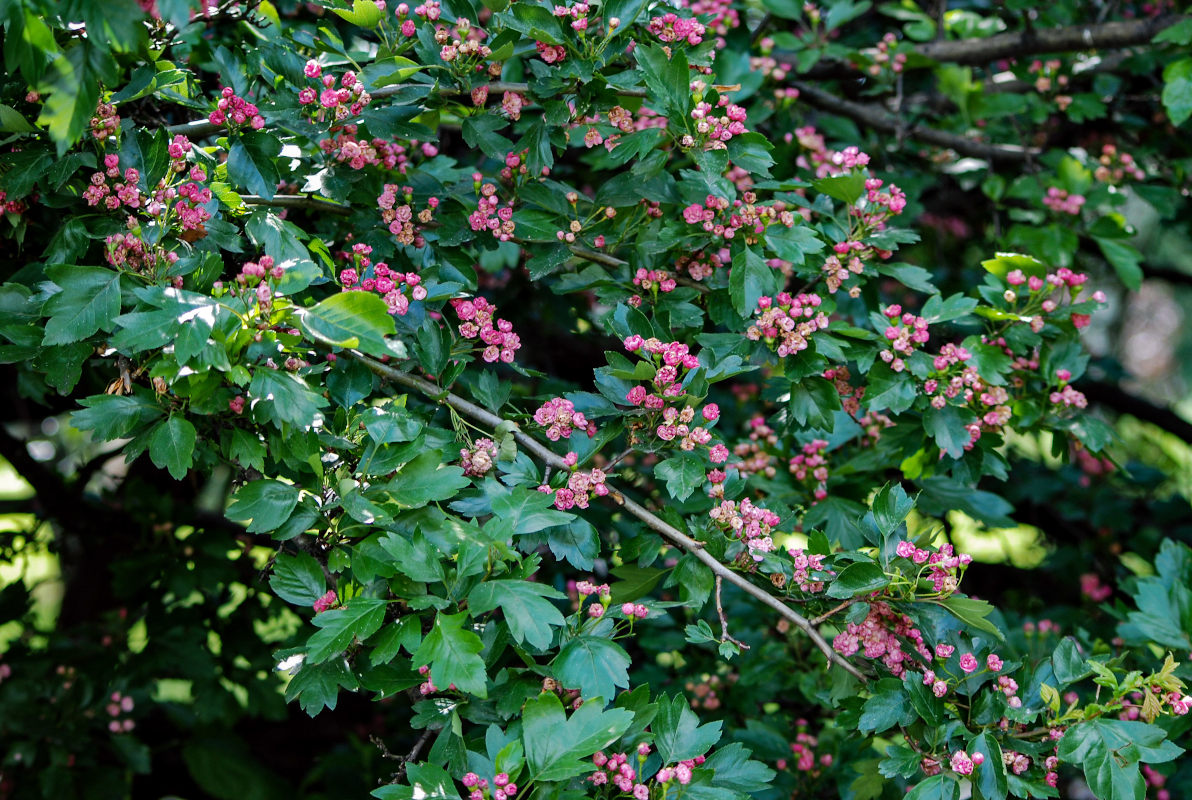 Изображение особи Crataegus &times; media.