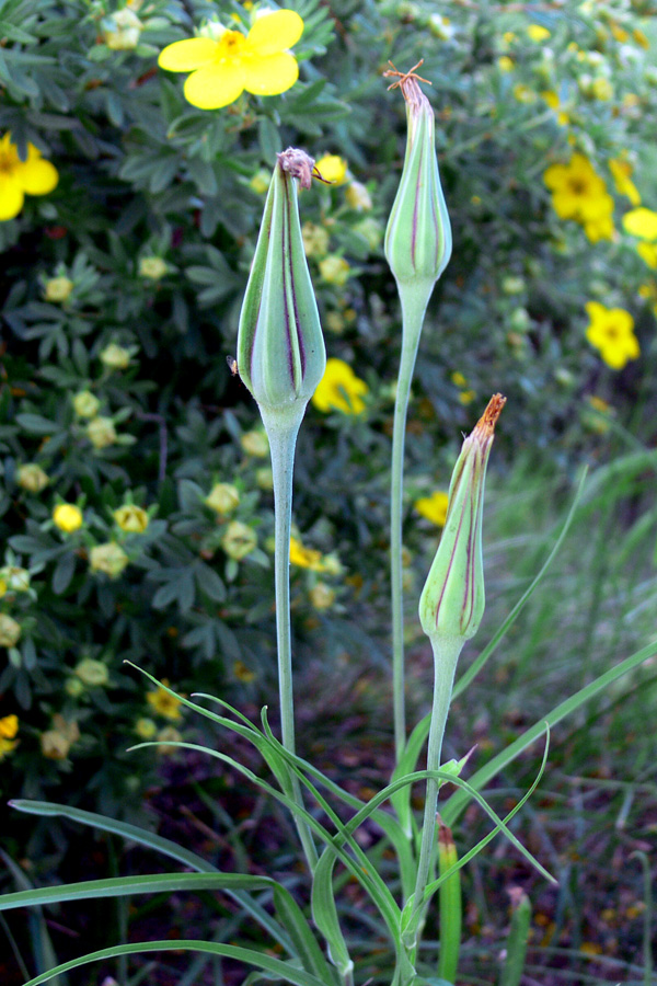 Image of genus Tragopogon specimen.