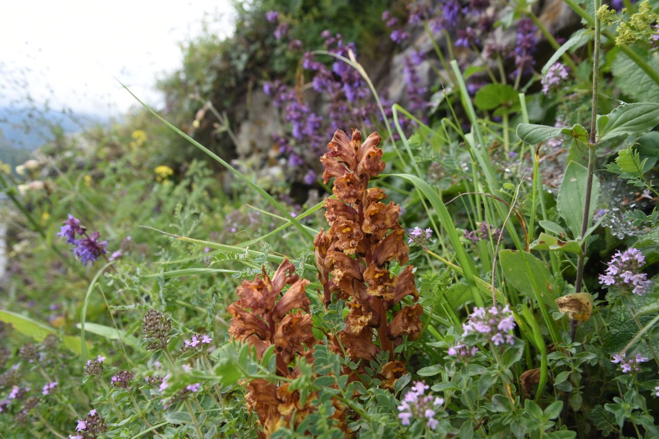 Image of Orobanche alba ssp. xanthostigma specimen.