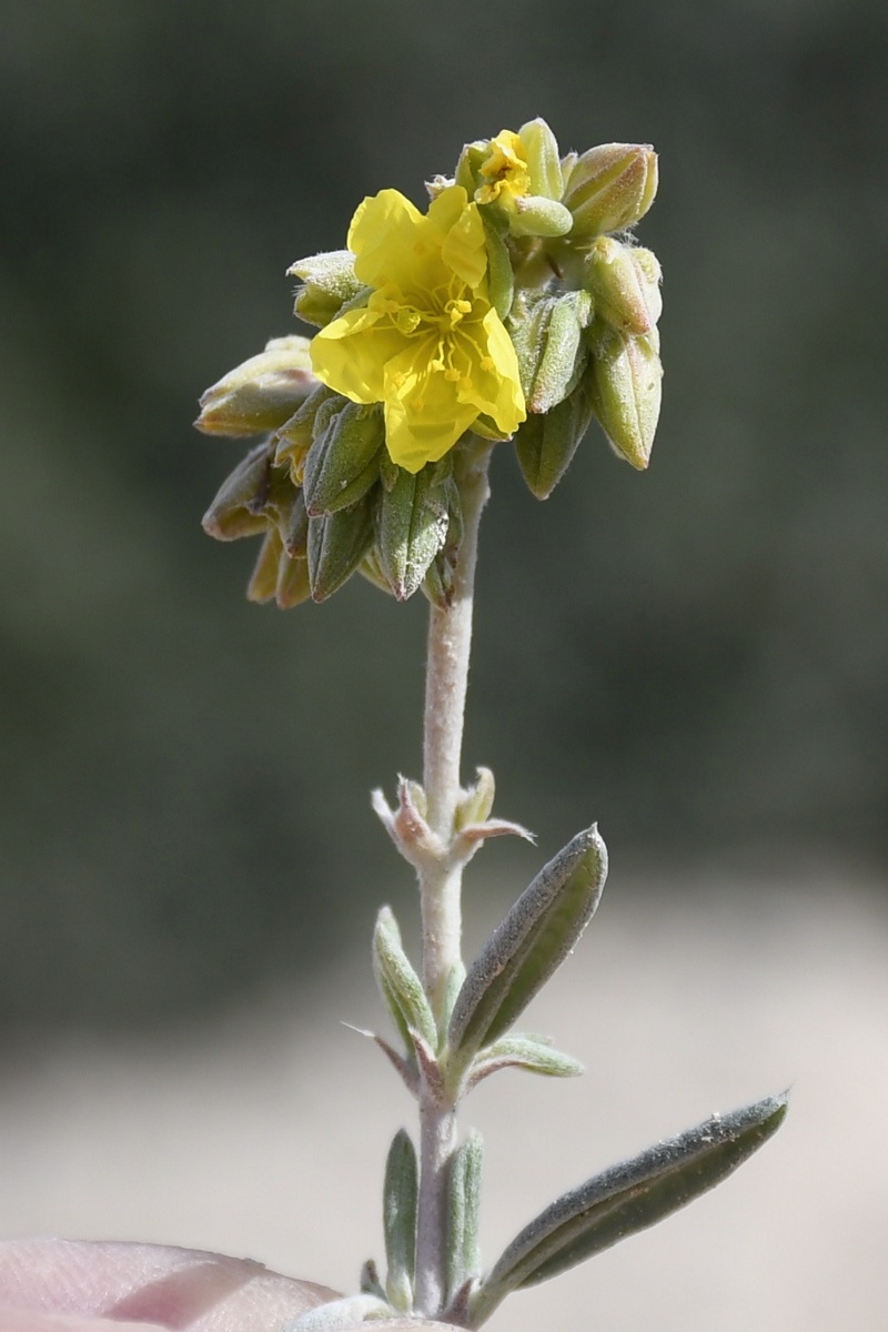 Изображение особи Helianthemum syriacum.