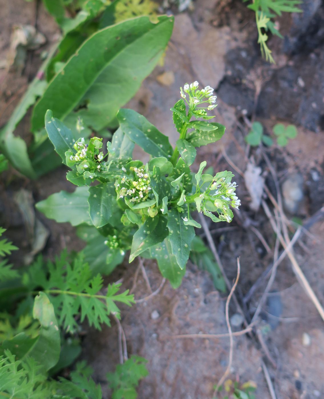 Image of Thlaspi arvense specimen.