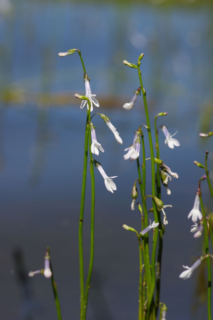 Изображение особи Lobelia dortmanna.