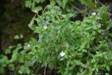 genus Epilobium