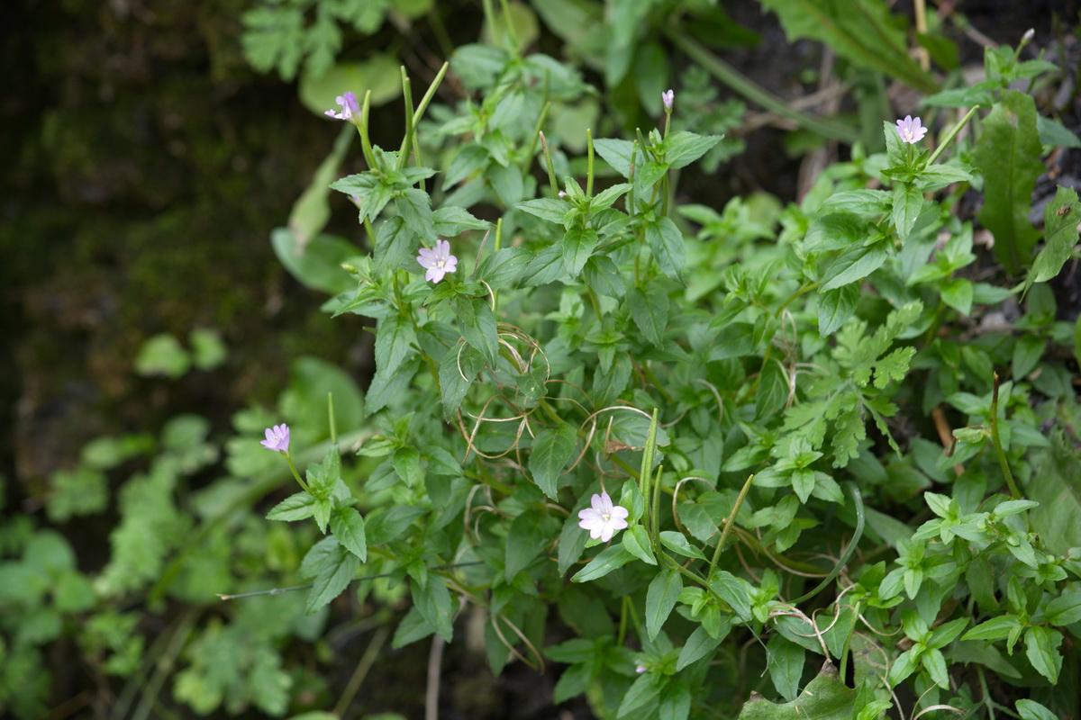 Изображение особи род Epilobium.