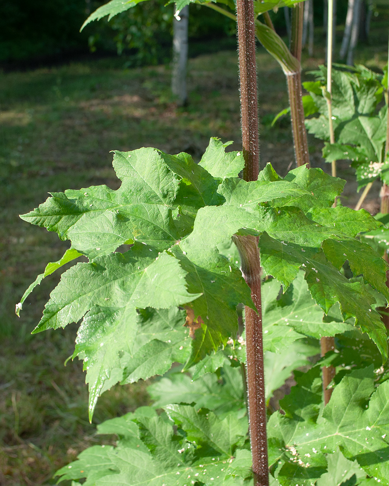 Image of Heracleum dissectum specimen.