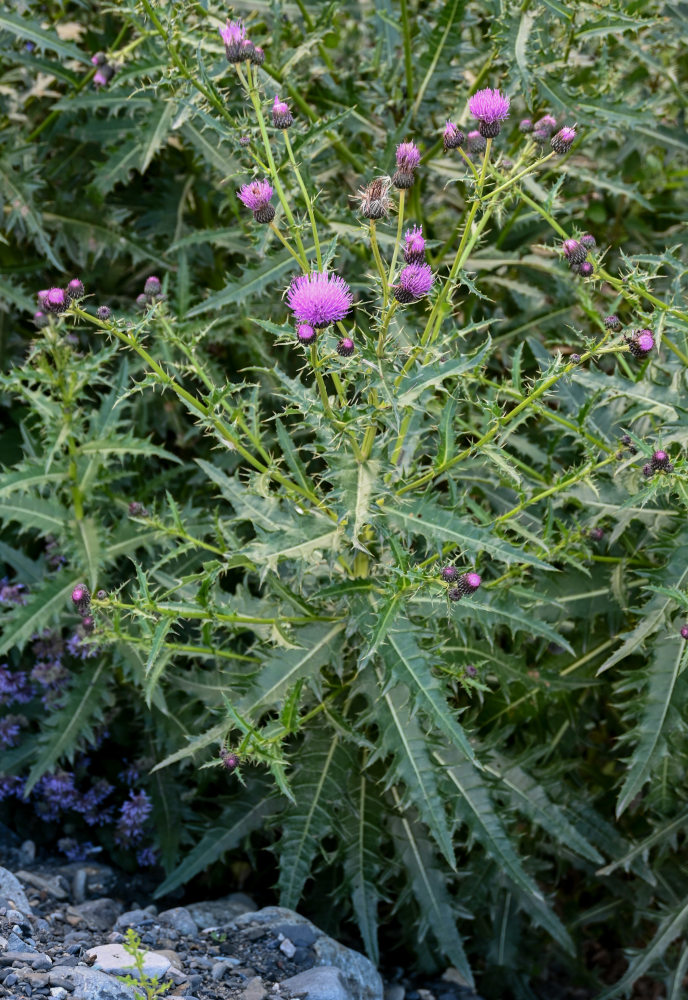 Изображение особи Cirsium uliginosum.