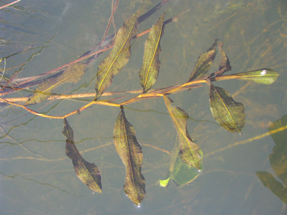 Image of Potamogeton &times; decipiens specimen.