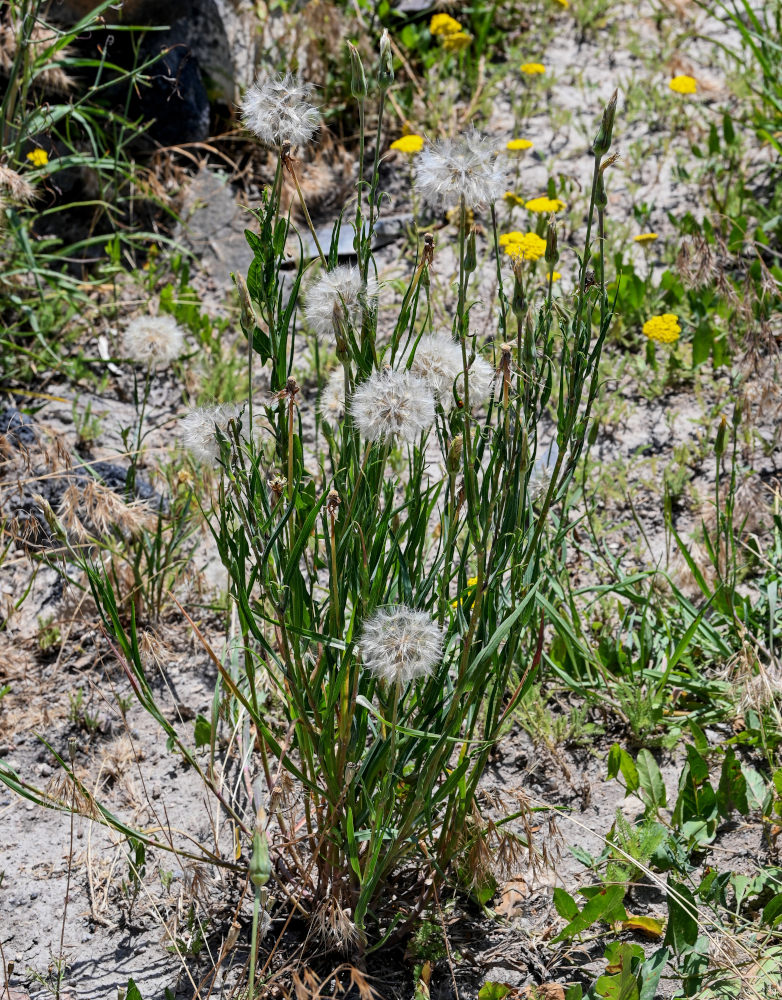 Image of genus Tragopogon specimen.