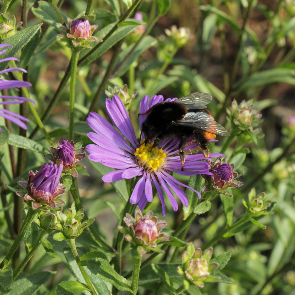 Image of Aster &times; frikartii specimen.