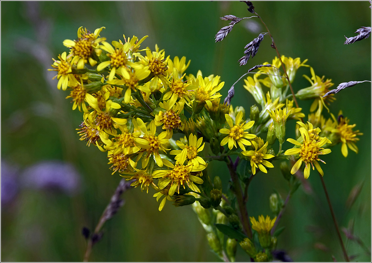 Image of Solidago virgaurea specimen.