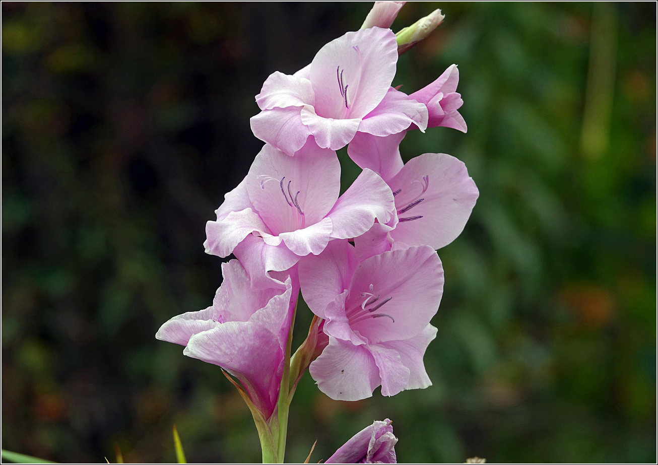 Изображение особи Gladiolus &times; gandavensis.