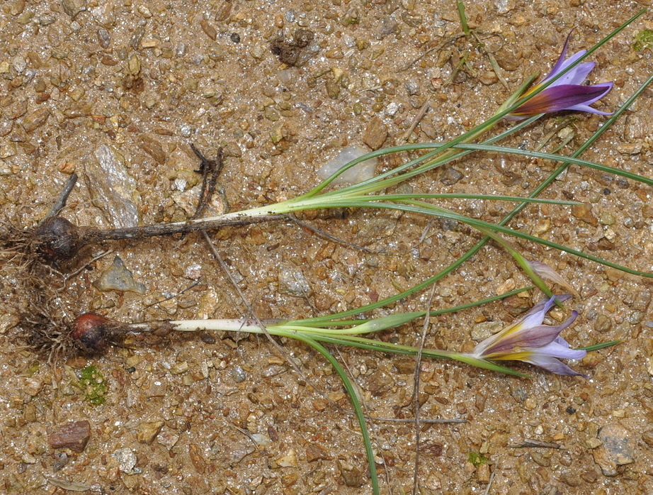 Image of Romulea bulbocodium specimen.