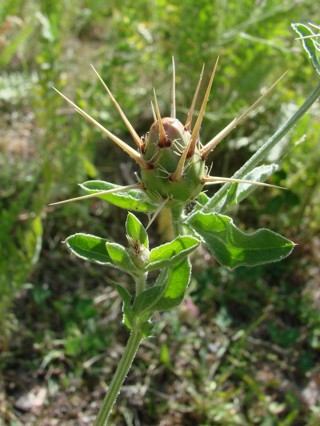 Изображение особи Centaurea iberica.