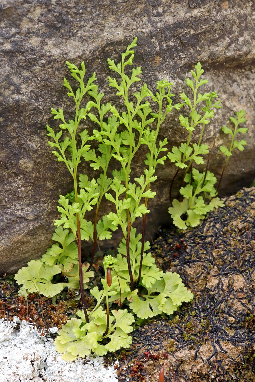 Image of Anogramma leptophylla specimen.