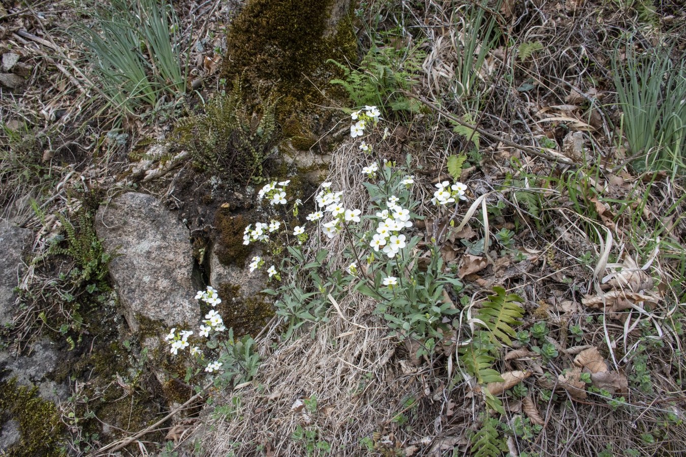 Image of Arabis caucasica specimen.