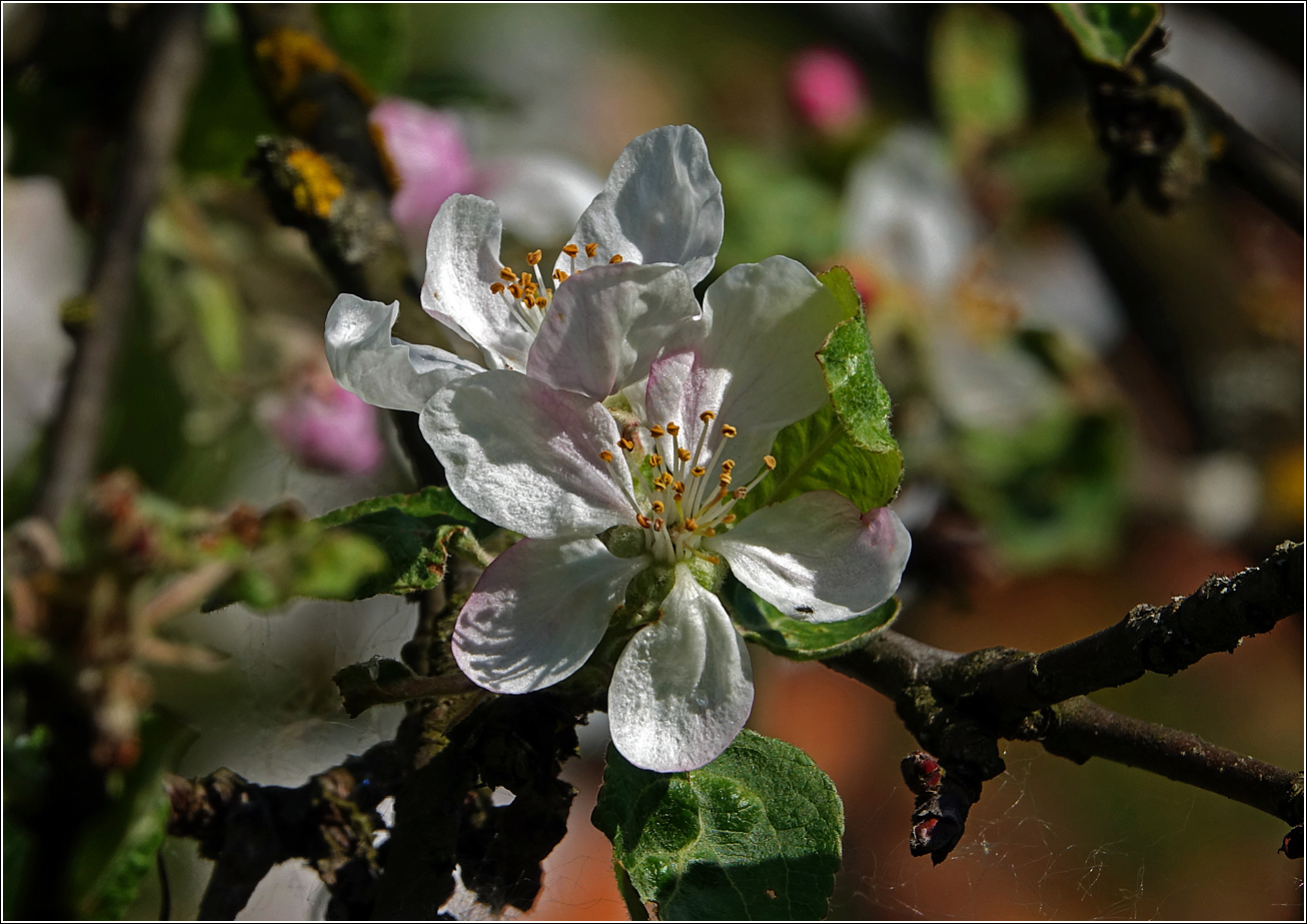 Изображение особи Malus domestica.