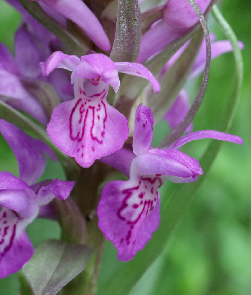 Image of Dactylorhiza incarnata specimen.