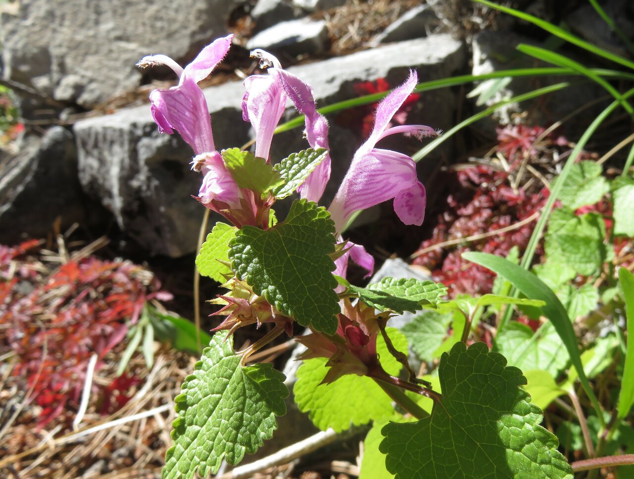 Image of Lamium garganicum specimen.