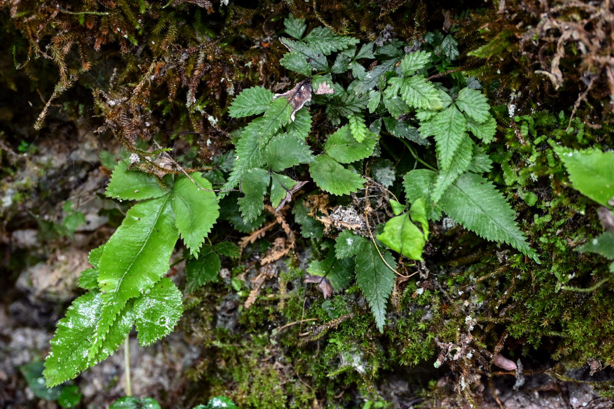 Изображение особи Pteris deltodon.