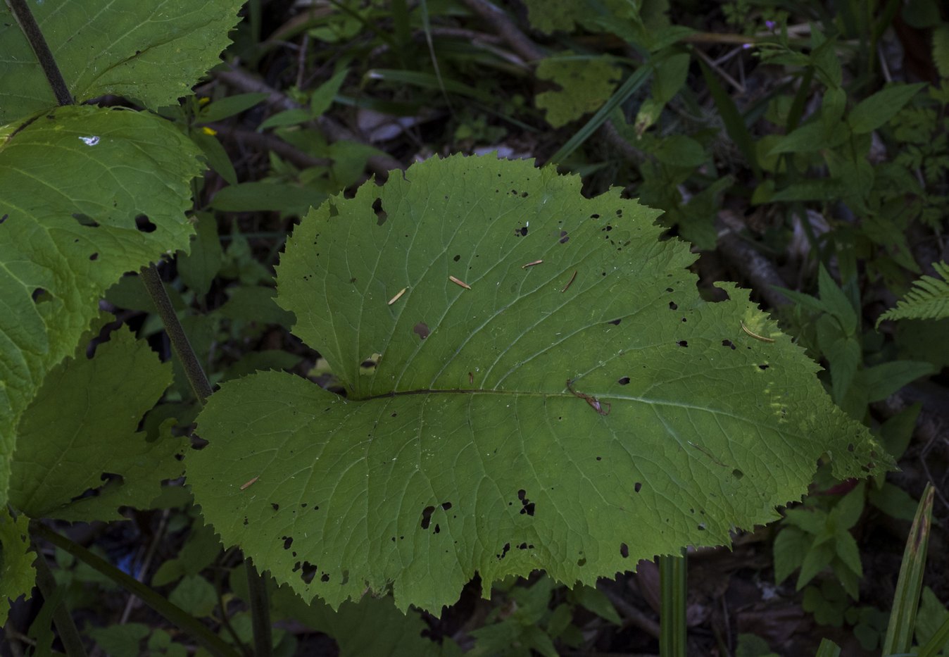 Image of Telekia speciosa specimen.