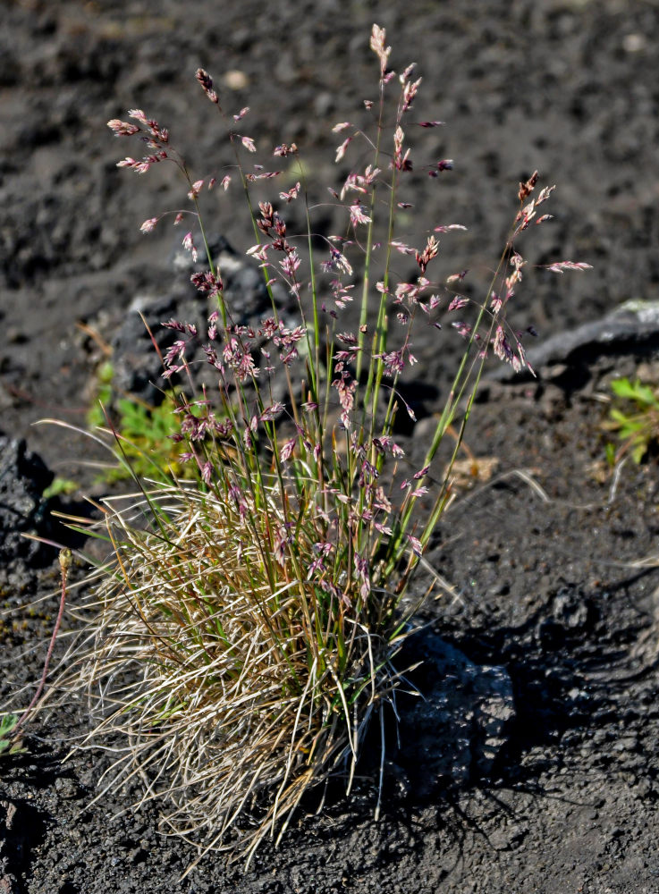 Image of familia Poaceae specimen.