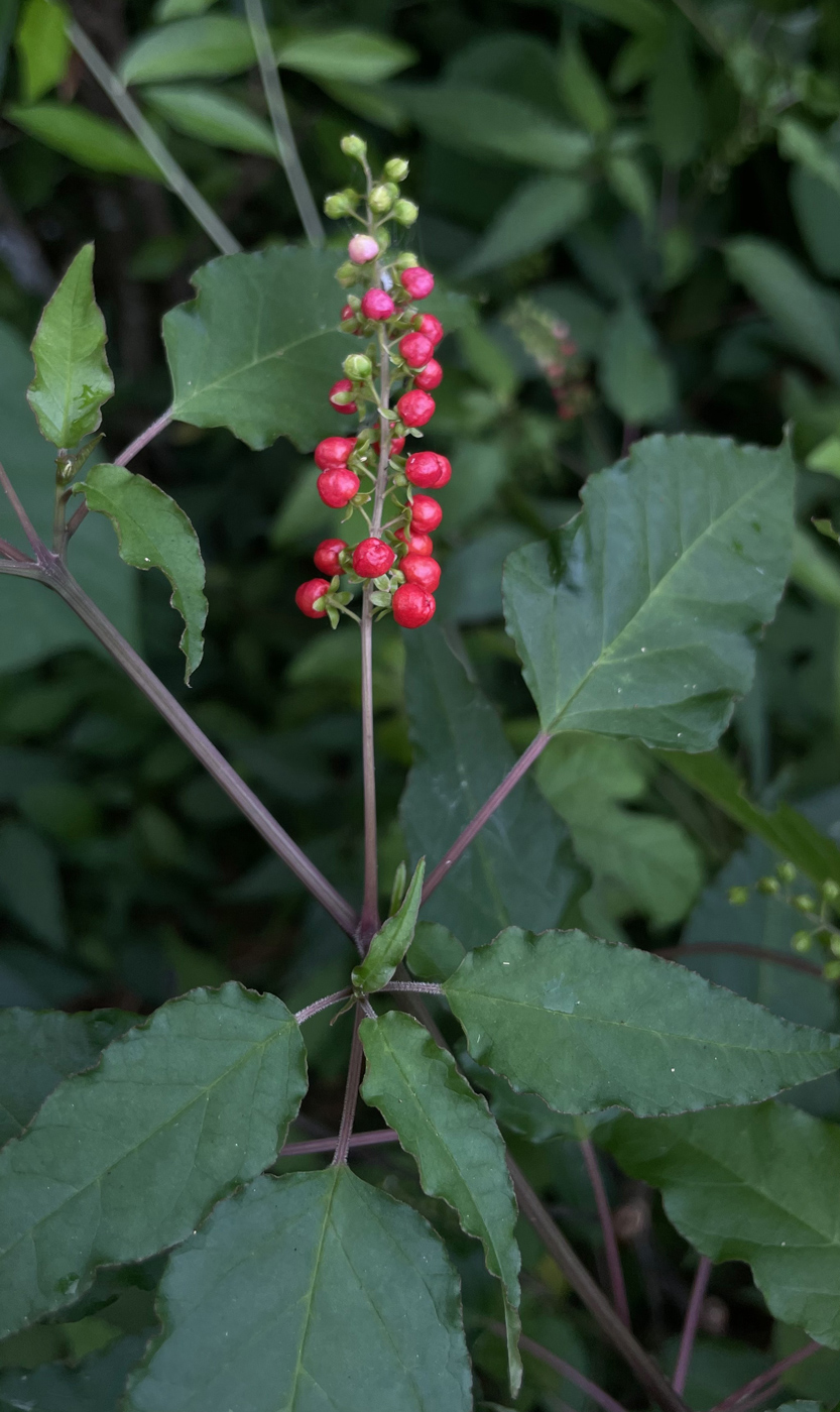 Изображение особи Rivina humilis.