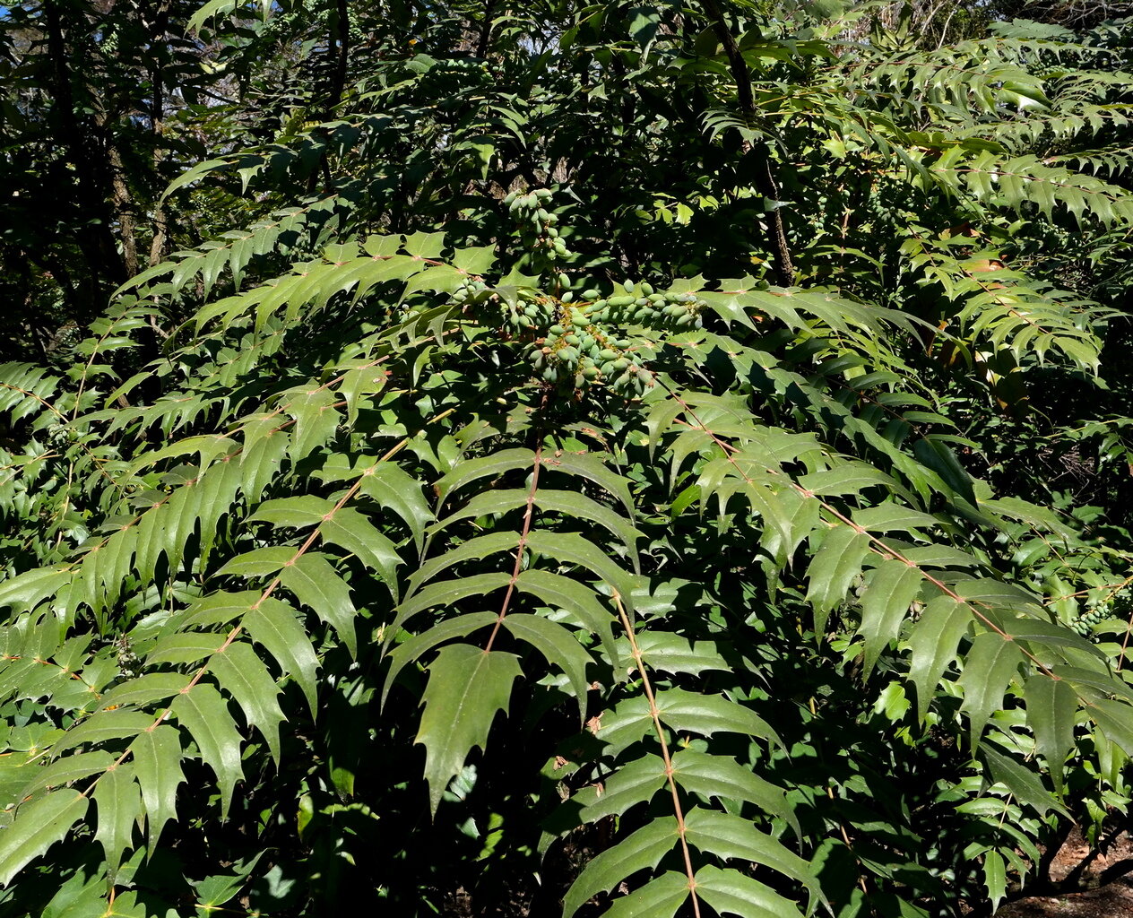 Изображение особи Mahonia &times; media.