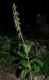 Epipactis helleborine. Цветущее растение. Ульяновская обл., окр. г. Димитровград, долина р. Мал. Ерыкла, широколиственный лес, переходящий в пойменный ольховник, склон дамбы, обочина дороги. 06.07.2023.