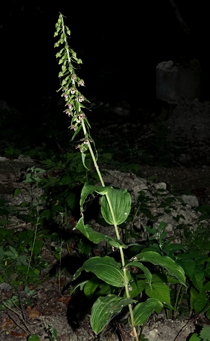 Изображение особи Epipactis helleborine.