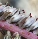 Orostachys erubescens. Фрагмент соцветия (часть цветков удалена). Приморский край, Октябрьский р-н, окр. с. Новогеоргиевка, дол. р. Раздольная на левом берегу, среди камней на склоне. 13.09.2024.