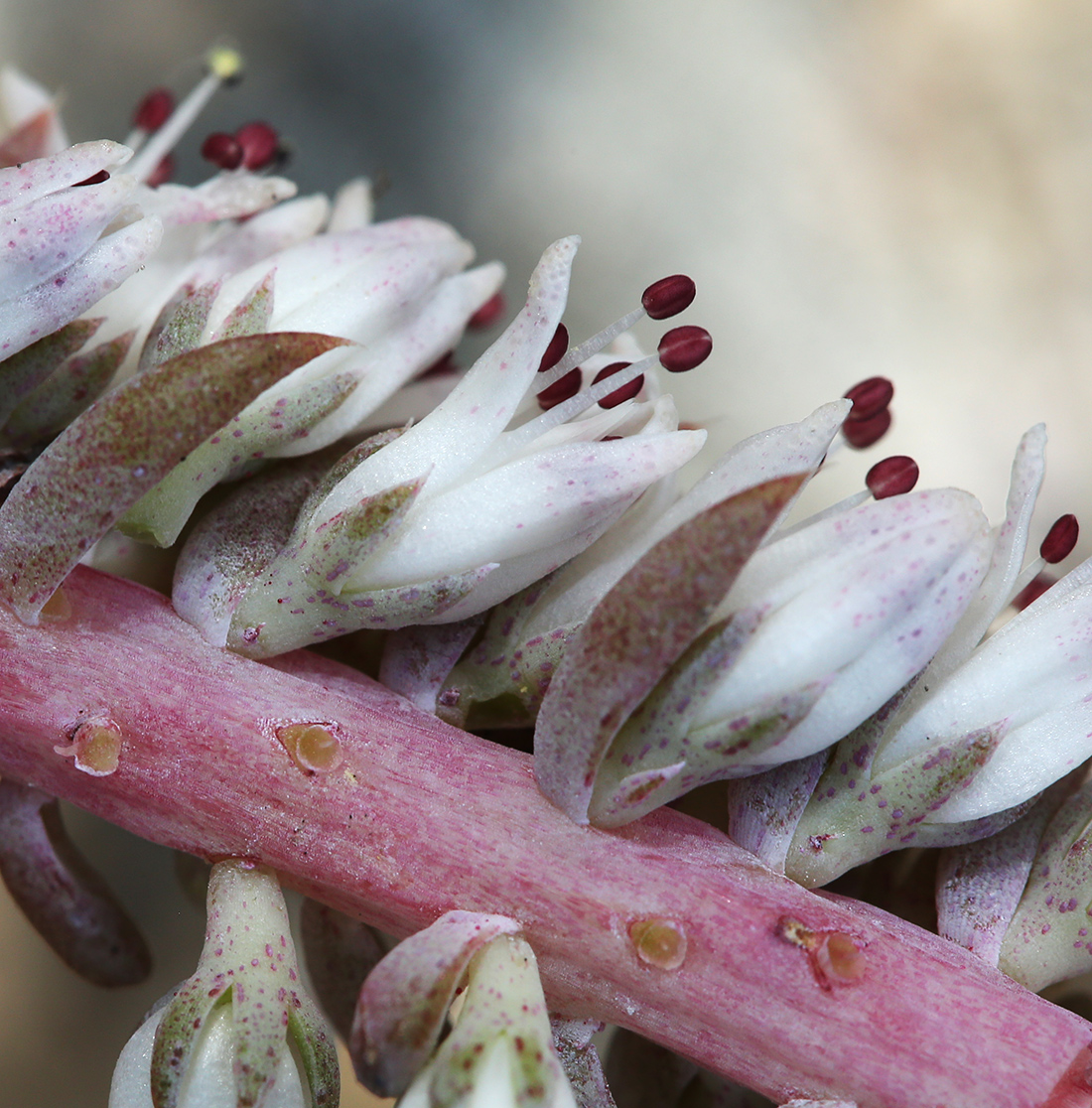 Image of Orostachys erubescens specimen.