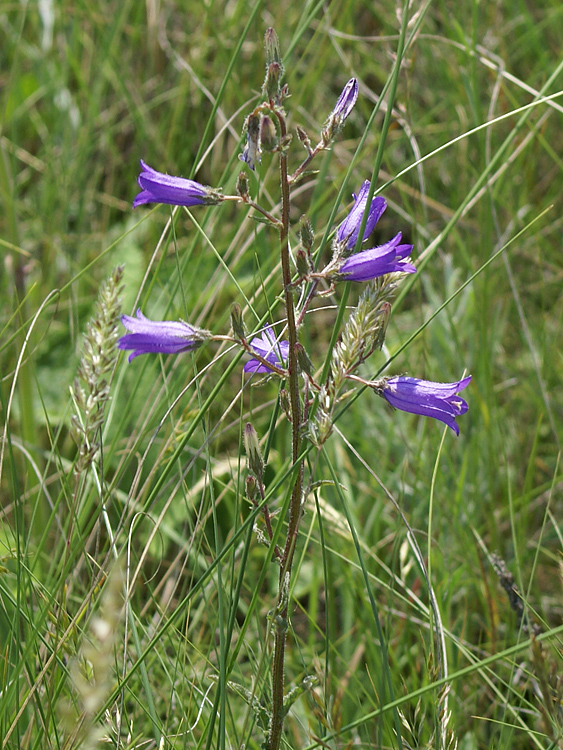 Изображение особи Campanula sibirica.