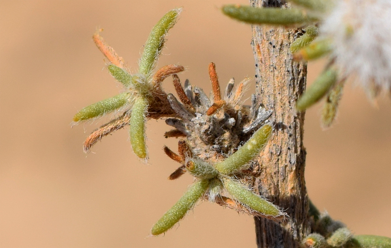 Изображение особи семейство Chenopodiaceae.