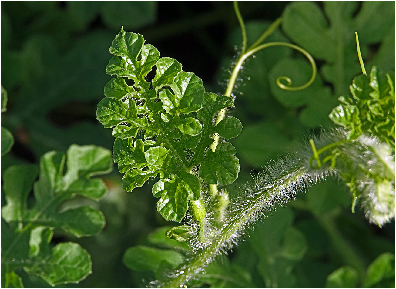 Изображение особи Citrullus lanatus.