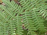 genus Athyrium. Часть вайи. Хабаровский край, окр. г. Комсомольск-на-Амуре, Силинский лесопарк. 23.09.2024.