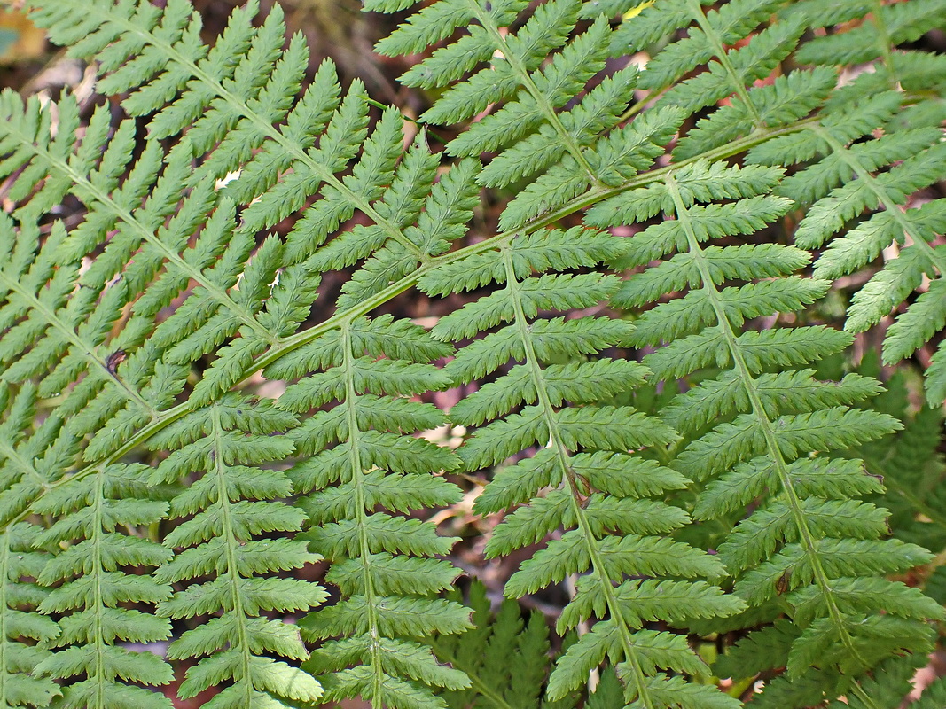 Изображение особи род Athyrium.