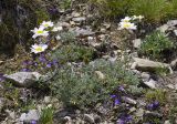 genus Anthemis. Цветущие растения в сообществе с Ziziphora alpicola и др. Испания, автономное сообщество Каталония, провинция Жирона, комарка Рипольес, муниципалитет Сеткасес, окр. курорта \"Вальтер 2000\", ≈2200 м н.у.м., каменистый склон вост. экспозиции. 07.07.2024.