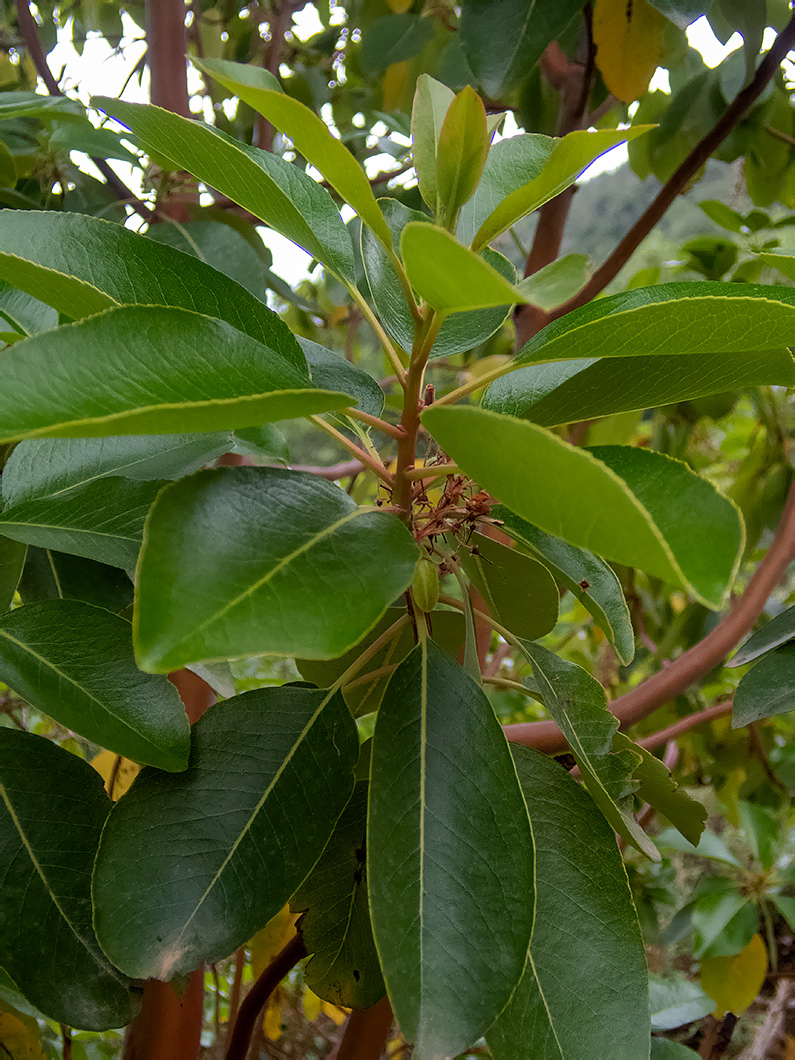 Image of Arbutus andrachne specimen.