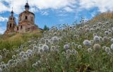 Echinops sphaerocephalus