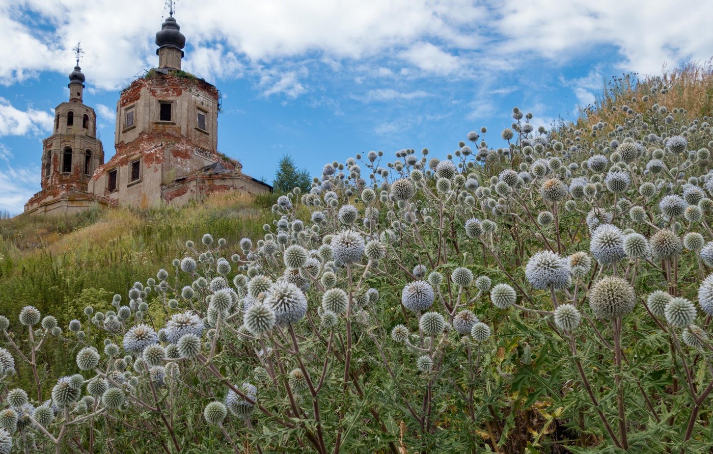 Изображение особи Echinops sphaerocephalus.