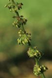 Rumex sylvestris