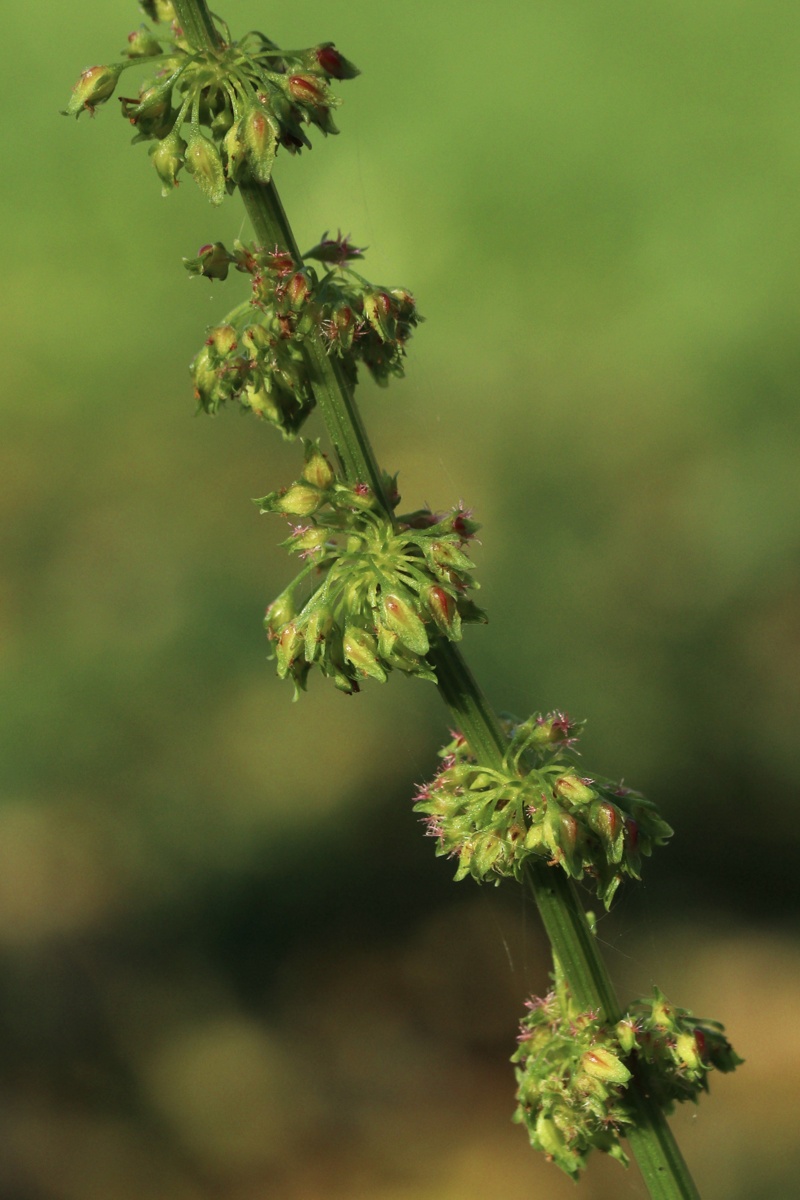 Изображение особи Rumex sylvestris.